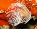 Tube Worm in a white dress