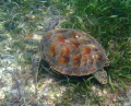 Hawksbill turtle in the waters off St. John, USVI.