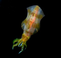 Swimming Cuttle Fish.  We had an amazing night dive with these swimming Cuttle Fish.  I got stills, and video of them.  Such amazing colours.  Like something from Close Encounters!