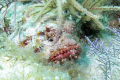 Scorpion fish on Molasses reef, Key Larg,Fl