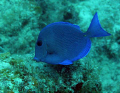 Blue tang; Dory is looking for Nemo in the waters off St. John, USVI!