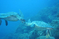 Galapagos (turtle pair)