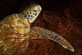 Green Turtle resting, in Sipadan, Borneo. Sipadan is world class for turtles. The red colour of the foreground and the black of the background give the shot a great contrast. Taken with natural light, and then corrected the blue hue.