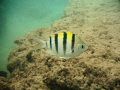 This Hawaiian Sergent was curious about my camera.  It swam right up, looked at the camera, and then posed for a few seconds for me to take this picture.  Shot on a Sealife DC1000 while snorkeling.