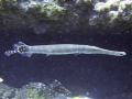 Trumpet Fish off Los Christianos Tenerife
Photo taken at 22m with a Canon G9 in WP-DC21 case.
Bit of a storm running so bouyancy iffy!!