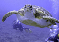 Turtle taken off the south coast of Tenerife.
Canon G9 with manual white balance used.
Really disapointed I missed the left flipper but