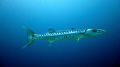 Great Barracuda, Tongue of the Ocean, Andros Island Bahamas