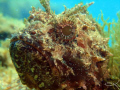 Scorpionfish watching me :D