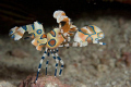 harlequin shrimp on Velagali Thila, South Ari Atoll, LilyBeach