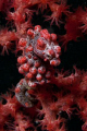 Pygmy Seahorse, Nudi Retreat, Bastianos, Lembeh, Indonesia