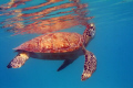 Greenback turtle coming up for a breath, Caught this shot snorkeling in Waterlemon Bay, St. John