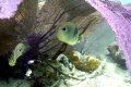 Two Four-eyed Butterflyfish taken while snorkeling at Salt Pond