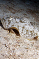 This little guy was hanging out just through a swim hole on No Name Reef. ISO 200 f/8 shutter 160 Canon 350D Ikelite Housing Single DS160 strobe