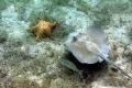 A Trio - taken at Waterlemon Bay with natural light while snorkeling