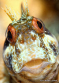 Seaweed Blenny