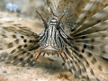 Lionfish