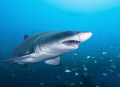 Carcharias Taurus or Sand Tiger Shark; Wreck of the Atlas Tanker; Outer Banks, North Carolina