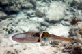 Caribbean Reef Squid, taken while snorkeling Salt Pond St. John