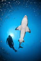 Carcharias taurus or Sand Tiger Shark with diver; Outer Banks, NC