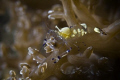 Anemone Shrimp