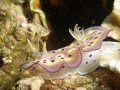 Chromodoris Kuniei taken at Basura, Anilao Batangas Philippines.