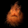 Hairy Frogfish with snoot, Lembeh