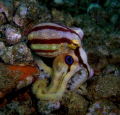 Mototi octopus at bonet's corner
Dauin Negros,Philippines