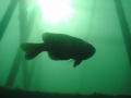 this is a really cool photo i took of a bluegill at Haigh Quarry in Kankakee Illinois with a Sealife DC1200 camera that is stock, please feel free to give me any advice im a beginner still