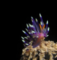 Flabellina