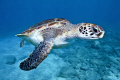 This was taken in the Canary Islands at Tenerife, El Puertito beach/divesite. Using a Canon 5D MKII, at 17mm in a Hugyfot Housing.