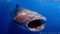 Mr Tibbs.......Annual Whale Shark Aggregation North of Isla Blanca Cancun Mexico