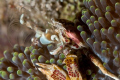 Porcelain Crab - Neopetrolisthes oshimai