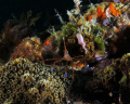 Arrow Crab on Veterans Reef, near Clearwater Florida.