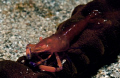 Parasitic Isopod inside the Gills of a Shrimp.