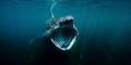 Basking sharks are truly amazing animals. We know so little about their life cycles, international protection is needed not just in the UK. Increased international protection for all sharks is paramount.