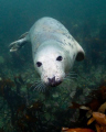 A seal taken at the Farne Islands in the North sea, North east england.