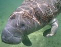 Cutest manatee ever!!!