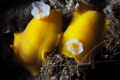 found these two nudis in the la jolla canyon
canon 40d + 60mm