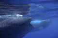 2 whalesharks