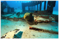 This moray eel looked rather tensed and kept testing our nerves even inside the the wreck. Later we learned that he is one of many 