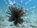 Free swimming Lionfish