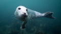 A seal at the Farne Islands in the North sea, just off the coast of england, taken using a 17-40mm on a canon 5DMKII