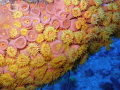 Golden Zoanthid - Taken on the Spiegel Grove Wreck