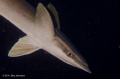 This Remora kept trying to attach itself to my fins. Nikon d7000, ikelite housing, inon strobe, light in motion focus light, 60mm macro lens.