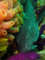 Leopard Catshark at RIY BANKS, Port Elizabeth, South Africa.