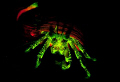 Fluorescent Hermit crab glowing in the dark - by using glowdive filters and ultraviolet lights it is possible to find and capture fluorescent creatures even in the cold Norwegian fjords. No photoshop effects.