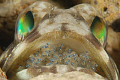 Jawfish with eggs about to hatch