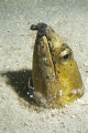 Eel being cleaned by tiny shrimp on a nightdive