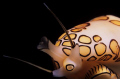 Night dive, 105mm macro lens, found this Flamingo Tongue perched on the end of a soft gorgonian