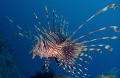 Common lionfish spotted hovering over a reef, beautiful spread of its fins. This shot was taken using macro setting on a Panasonic Lumix DMC-FT1 camera in housing using inbuilt flash only.